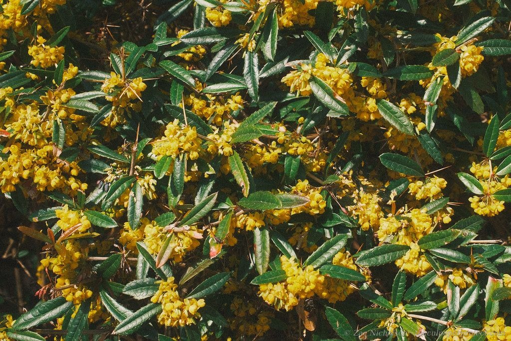 Mahonia growing downtown, 2025