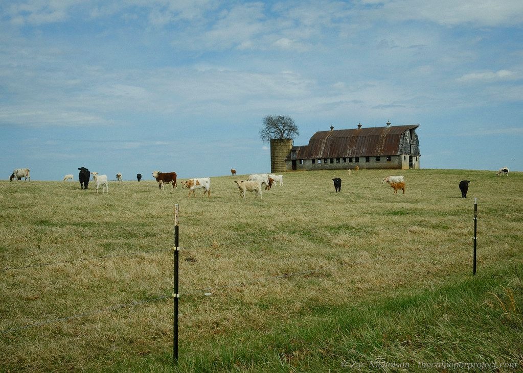 Grazing field off White Shop Road, 2026