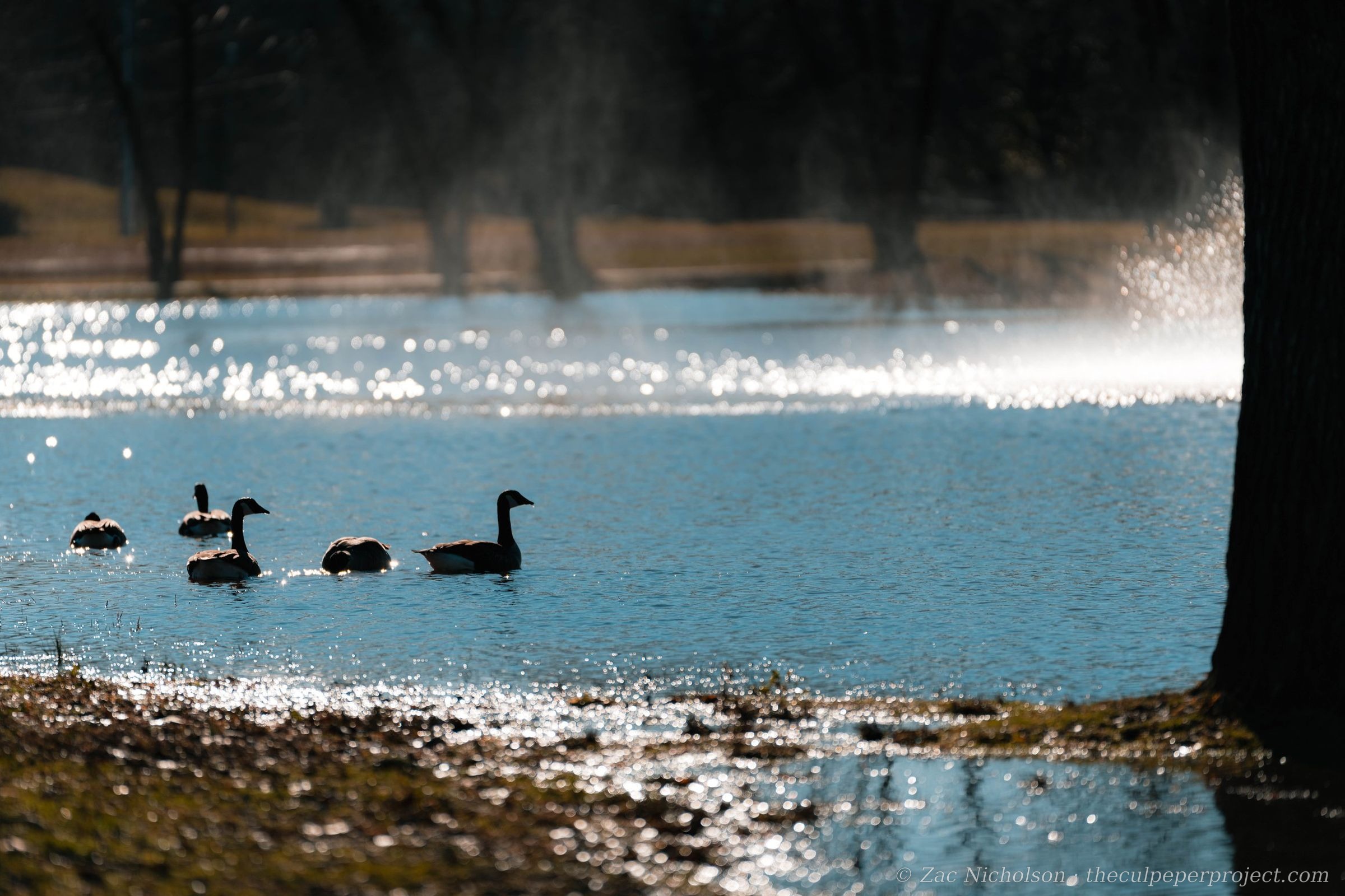 Geese