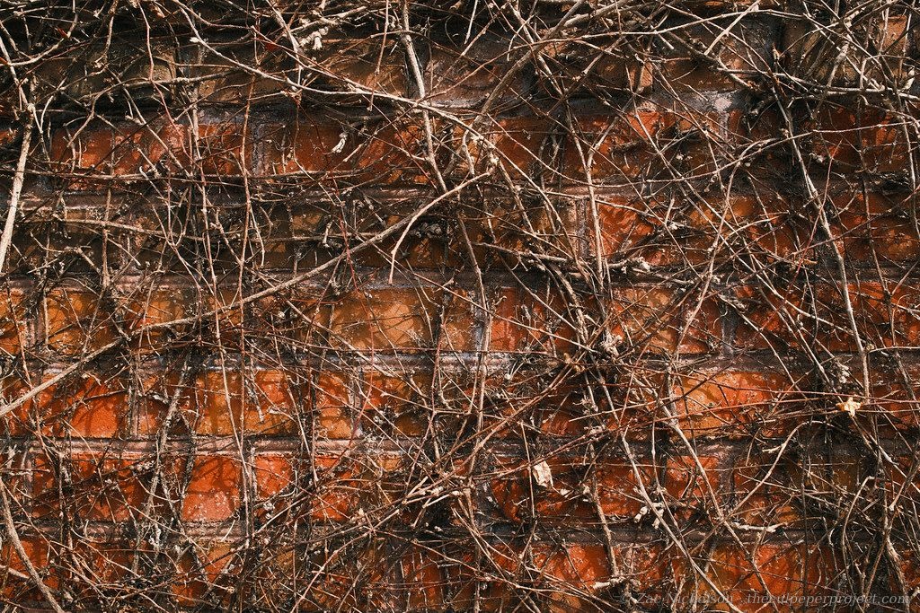 Vines covering brick wall downtown, 2025